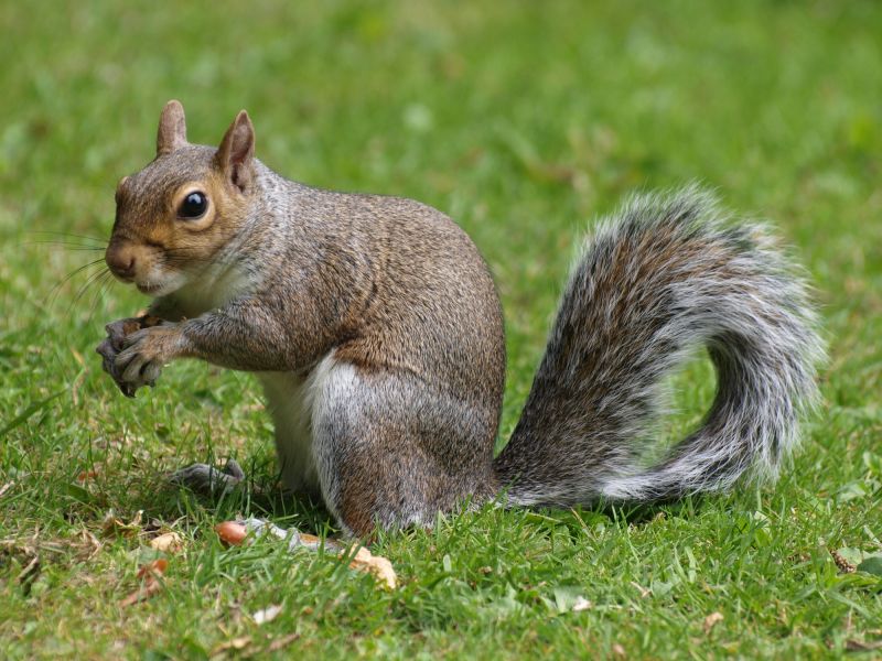 Remove Squirrels Chewing Wires In Your Home
