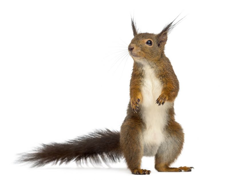 Remove Squirrels Chewing Wires In Your Home